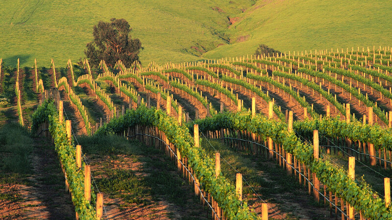 Vineyard Rows on Hillside