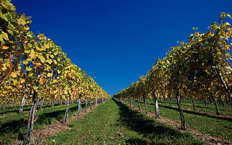Vineyard rows under blue sky