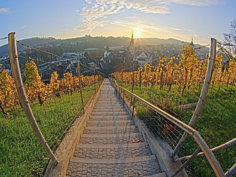 Vineyard steps to a village