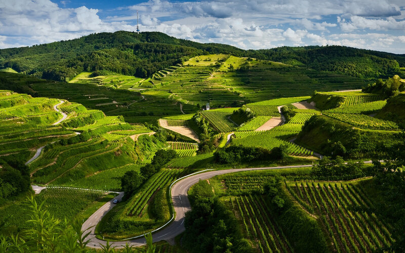 Vineyard Terraces Landscape