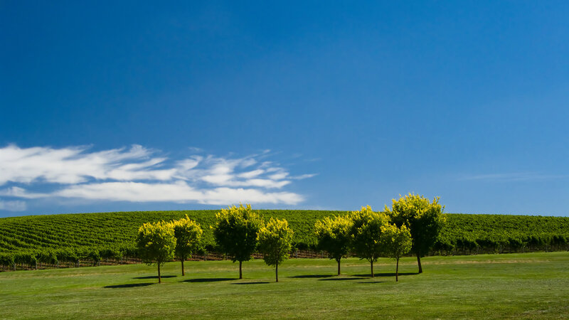 Vineyard under blue sky