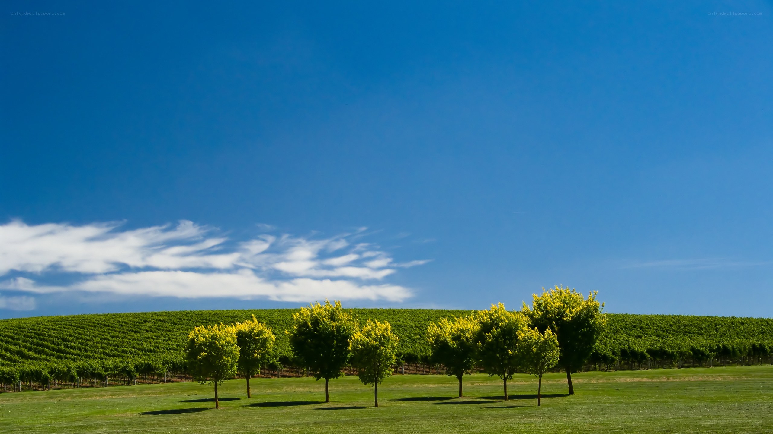 Vineyard under blue sky