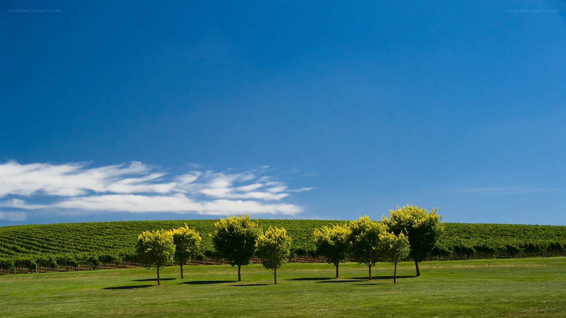 vineyard under blue sky