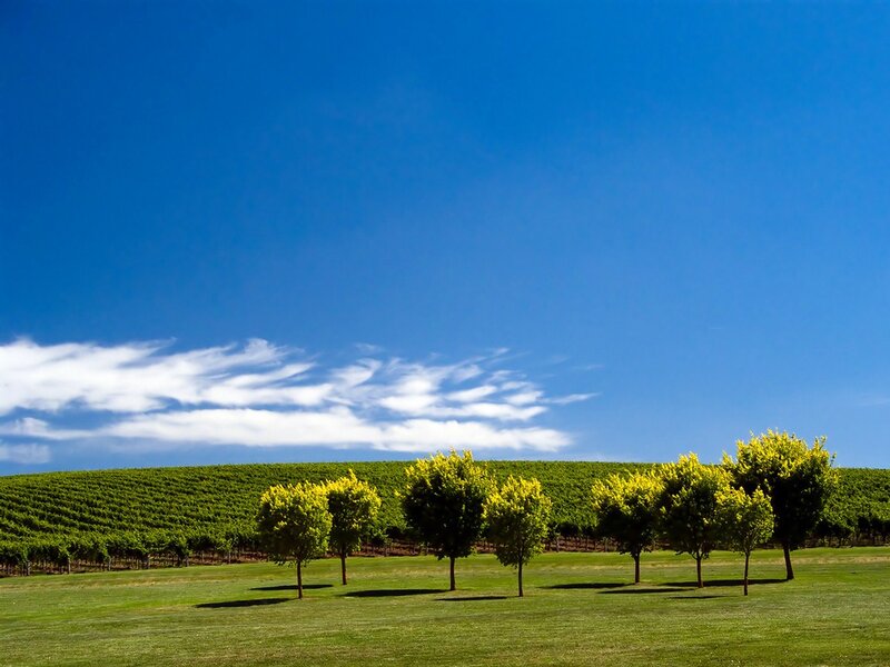 Vineyard under blue sky