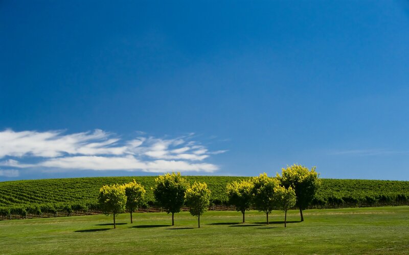 Vineyard under blue sky