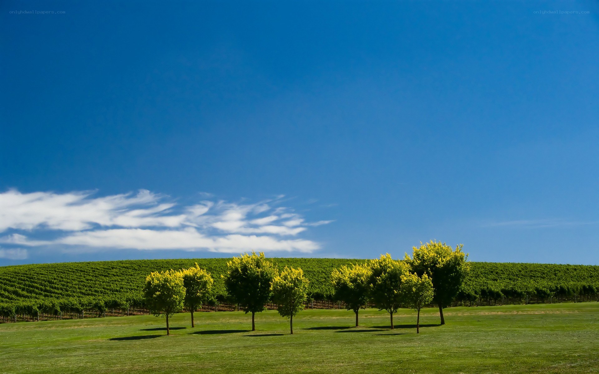 Vineyard under blue sky