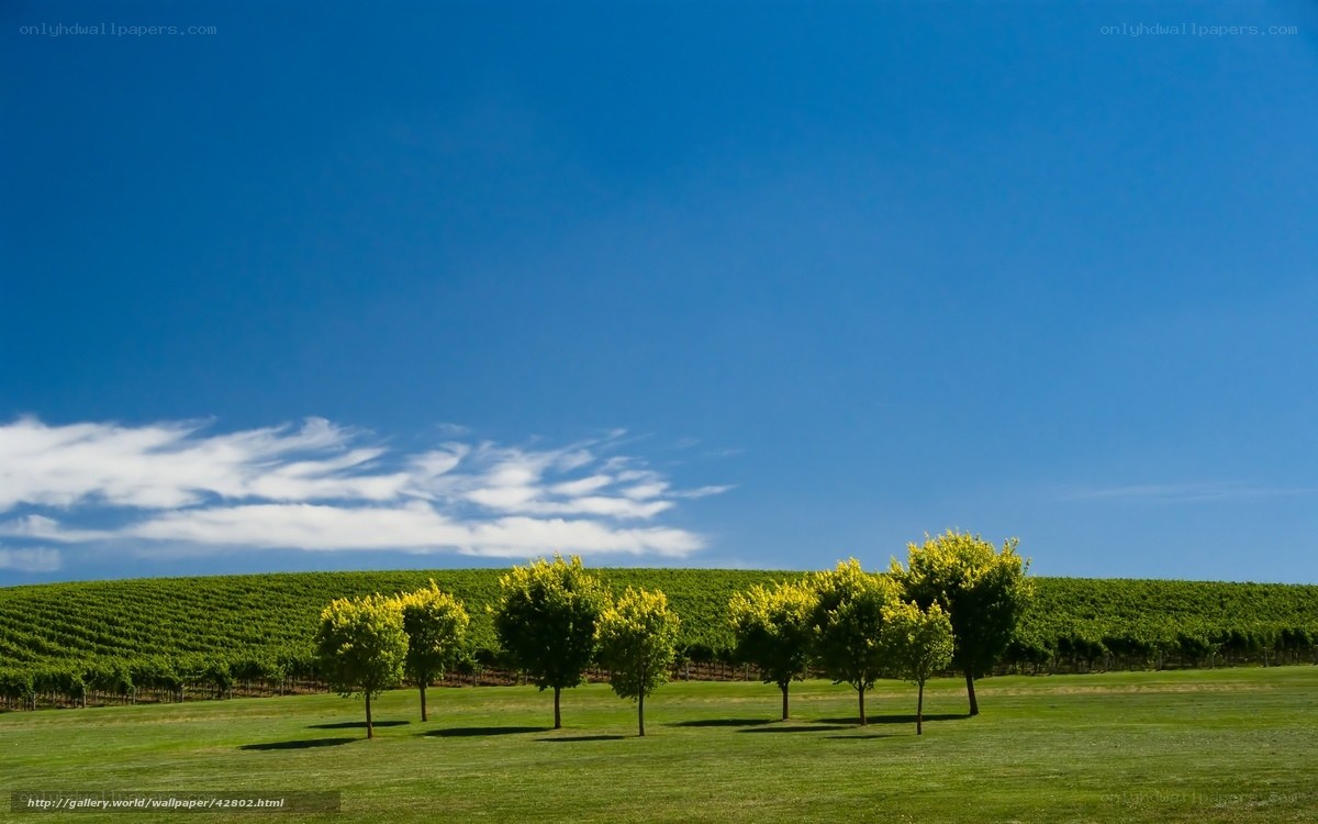 Vineyard under blue sky