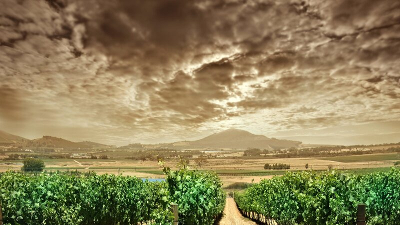 Vineyard under dramatic sky