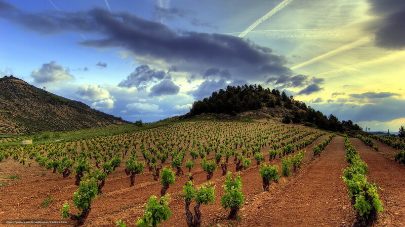 Vineyard under dramatic sky