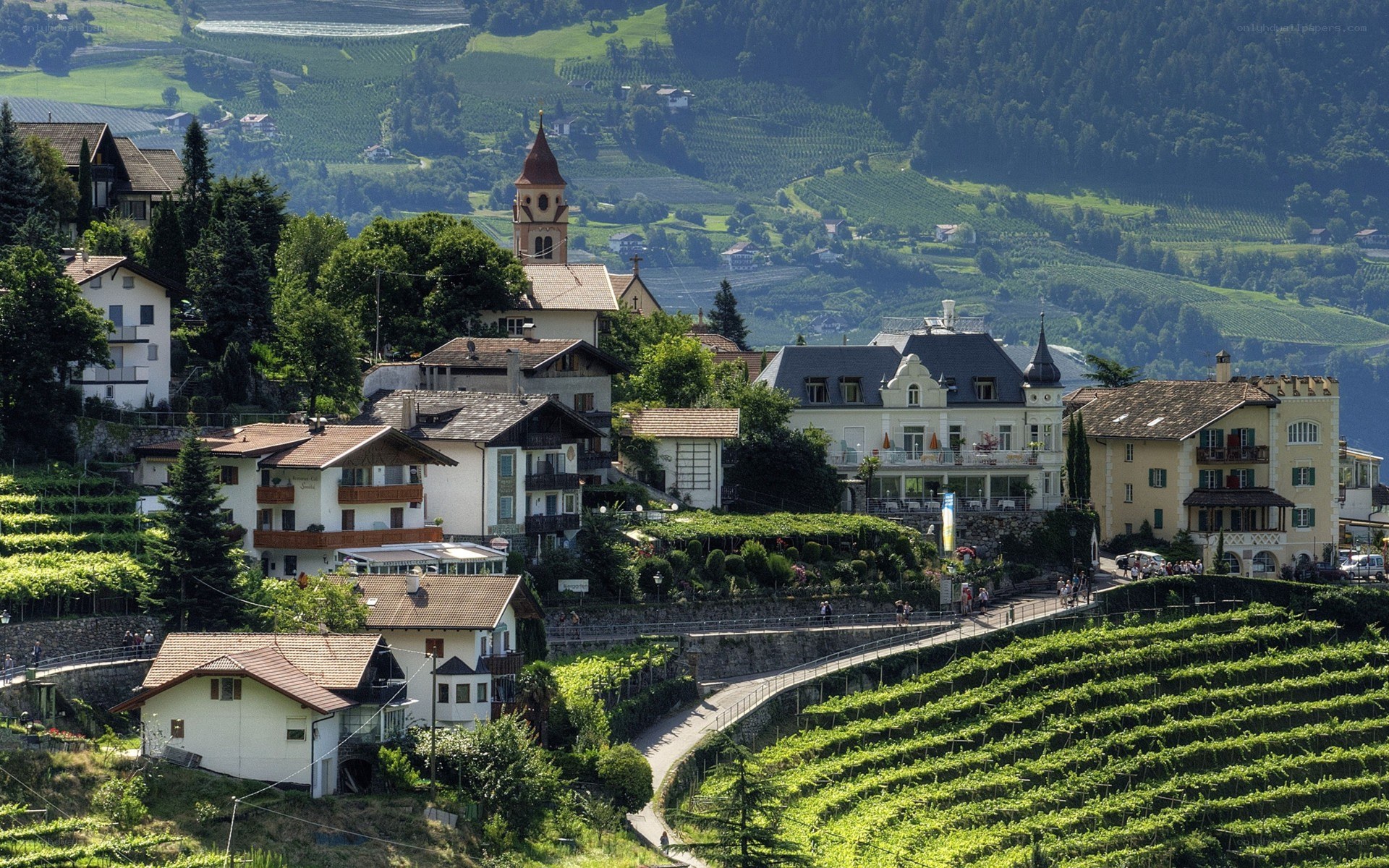 Vineyard village in the Alps