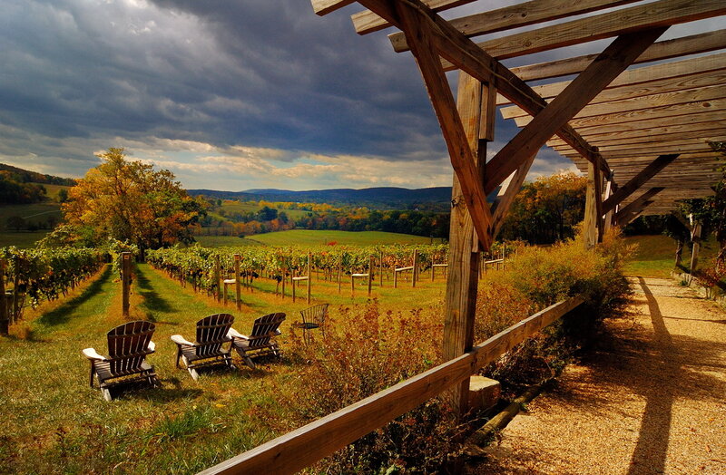 Vineyard with Adirondack Chairs