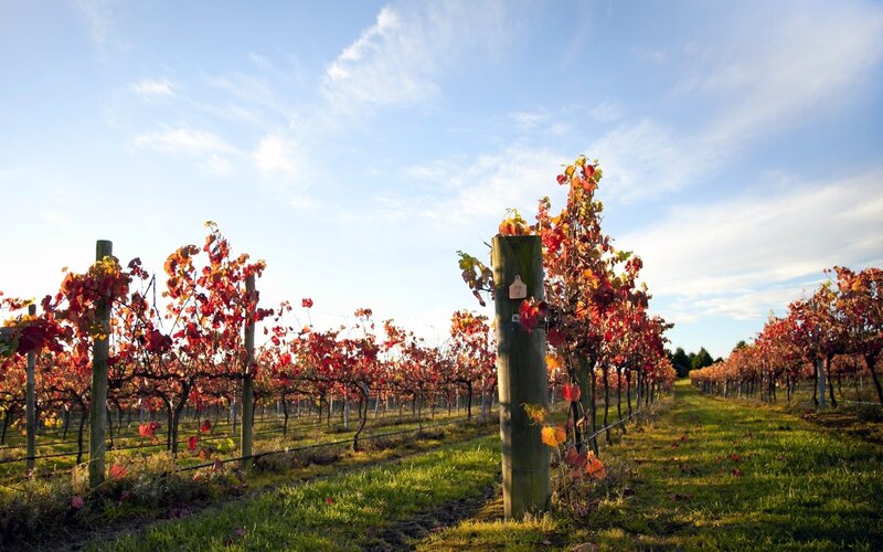 Vineyard with Autumn Leaves — Red, Serene