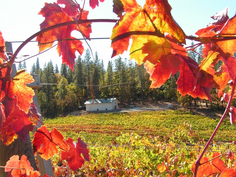 Vineyard with Autumn Leaves — Red