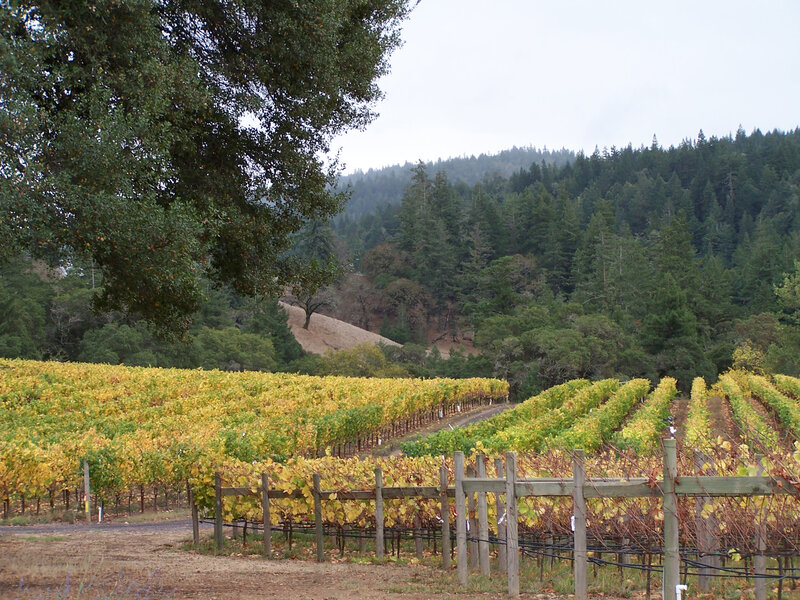 Vineyard with autumn leaves