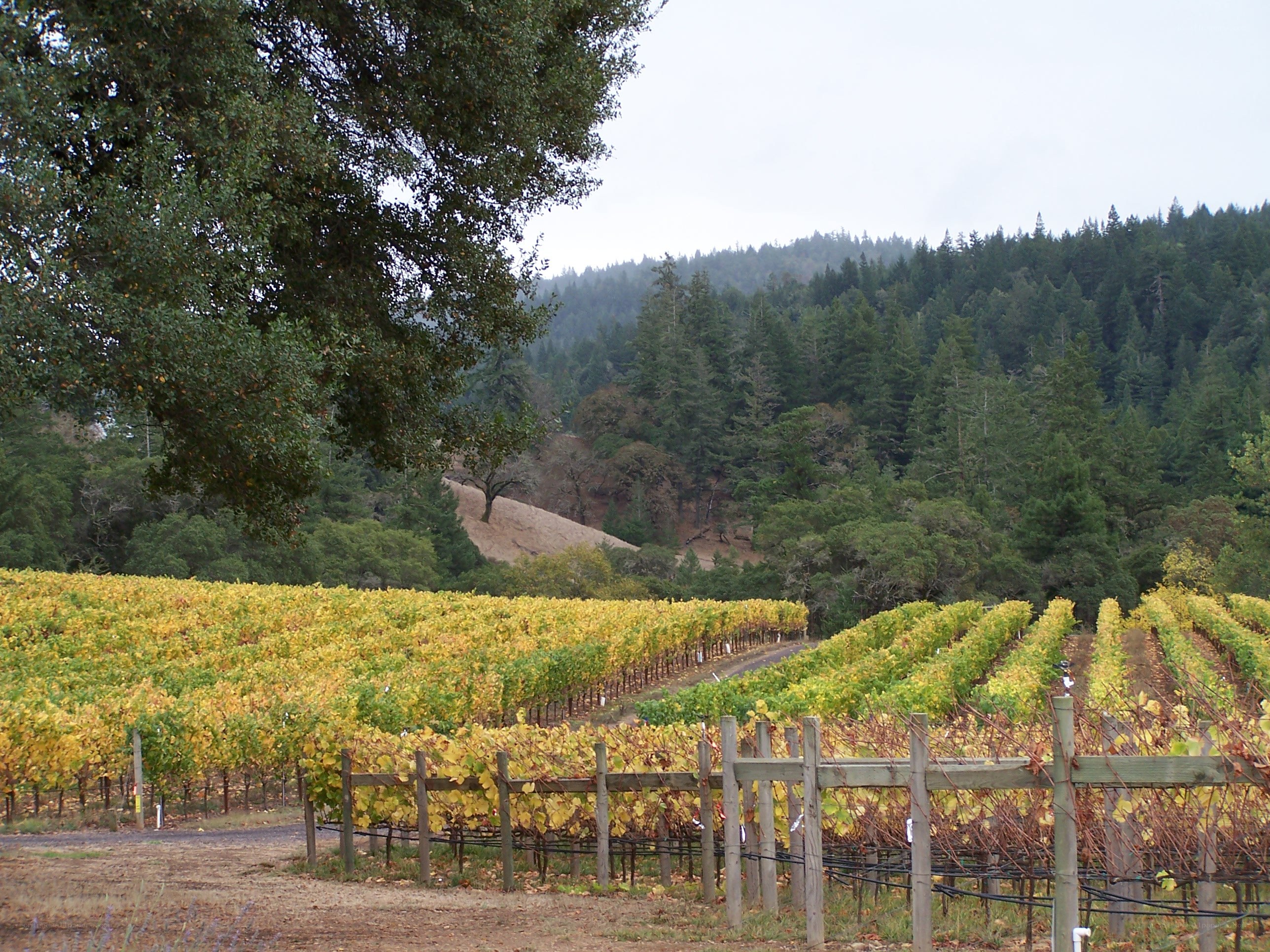 Vineyard with autumn leaves
