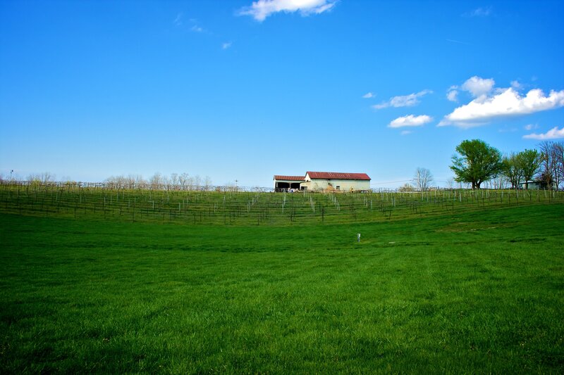 Vineyard with Barn — Green