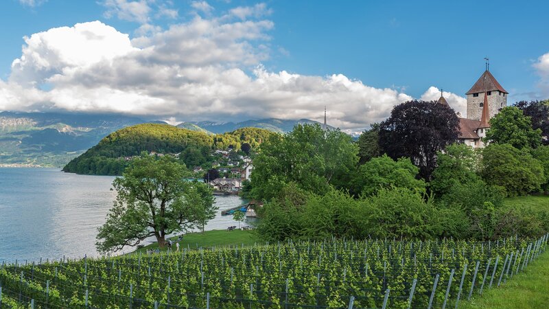 Vineyard with Castle — Green, Serene