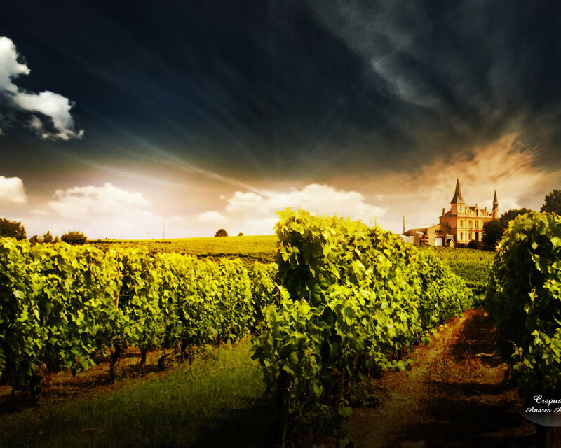 Vineyard with Chateau