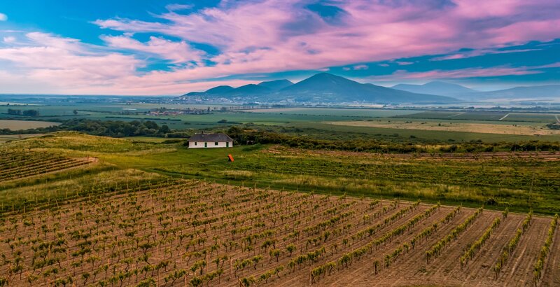 Vineyard with Farmhouse — Green, Serene, Sunset