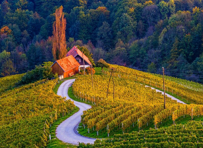 Vineyard with Farmhouse — Green, Serene