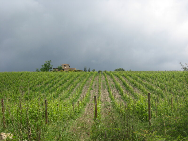Vineyard with Farmhouse — Green
