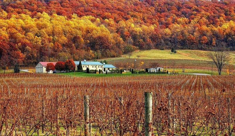 Vineyard with Farmhouse — Orange