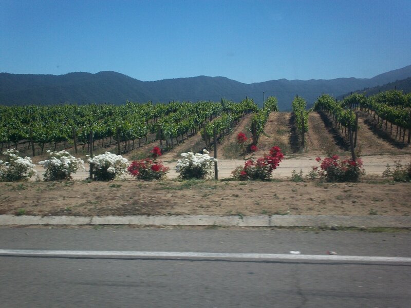 Vineyard with Flowers