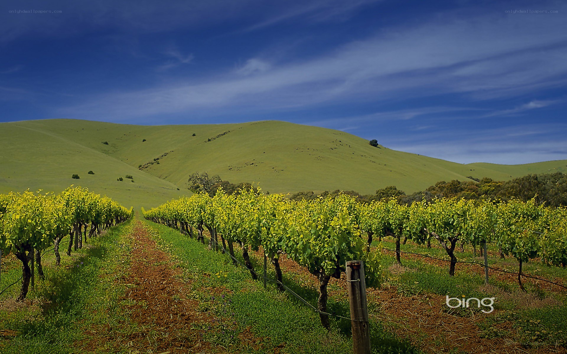 Vineyard with green hills