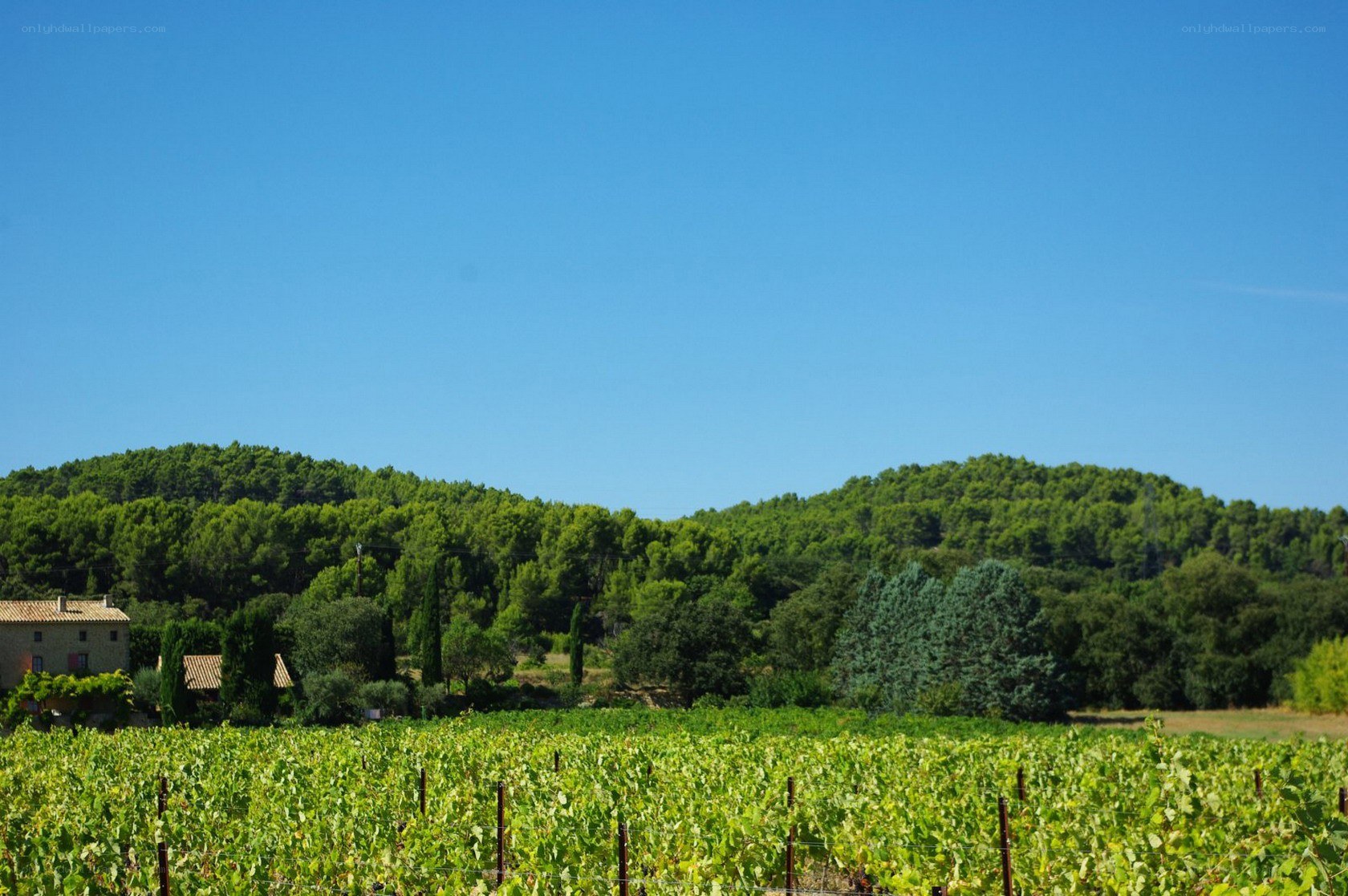 vineyard with hills and house