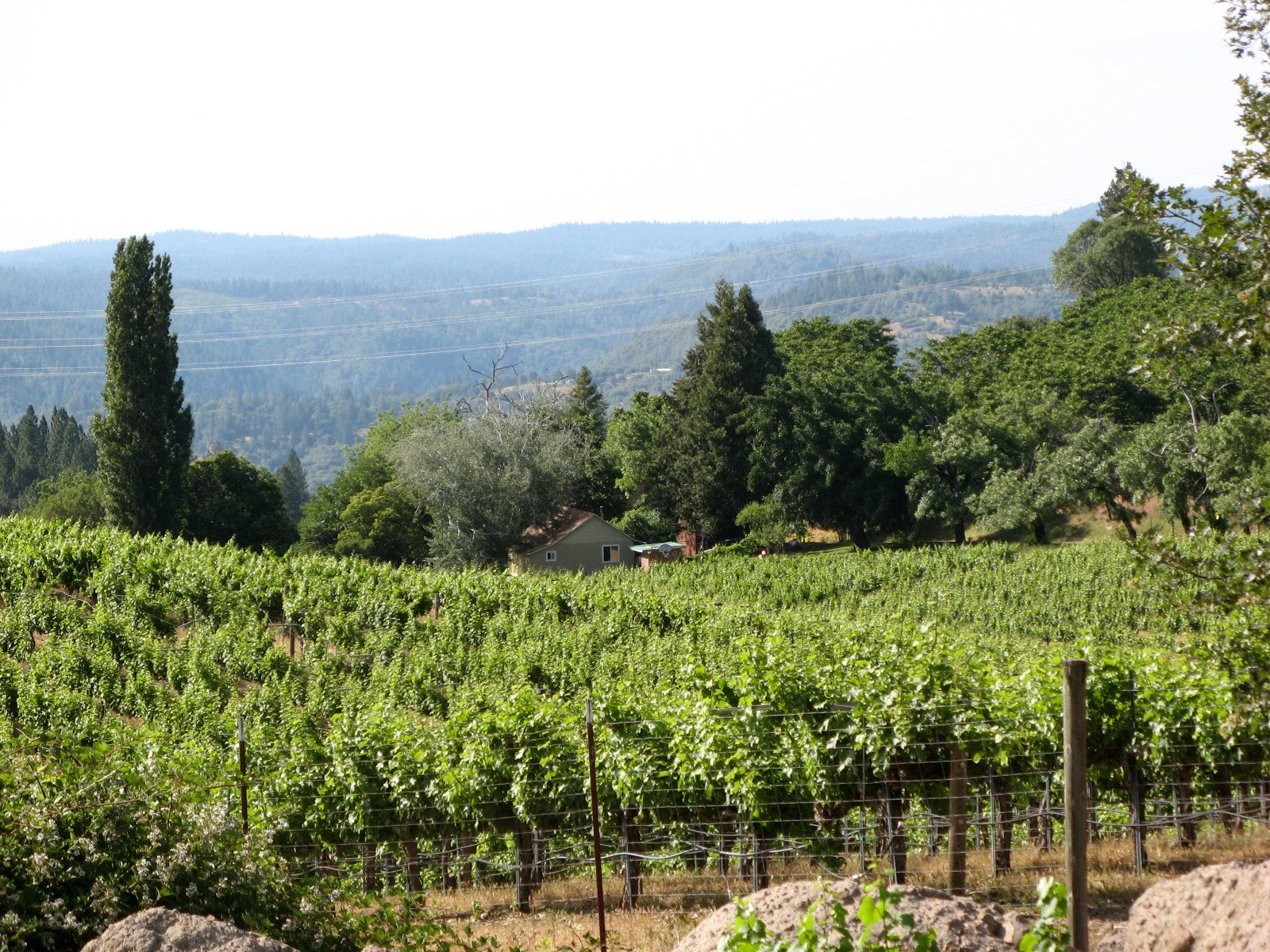 Vineyard with hills in background