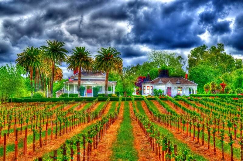 Vineyard with Houses