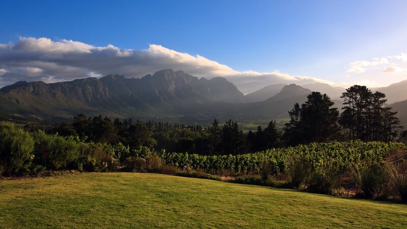 vineyard with mountain backdrop