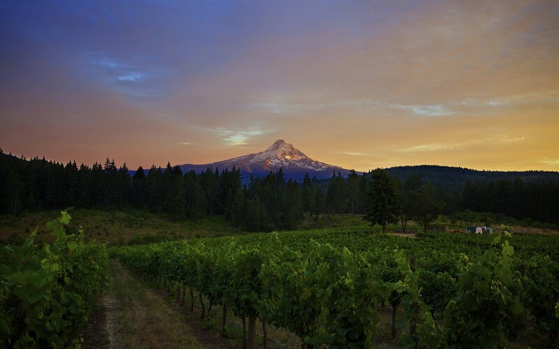 Vineyard with Mountain — Green, Serene