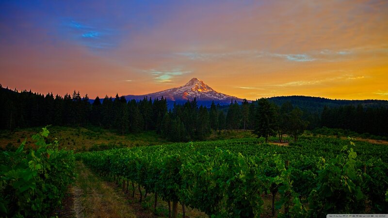 Vineyard with Mountain