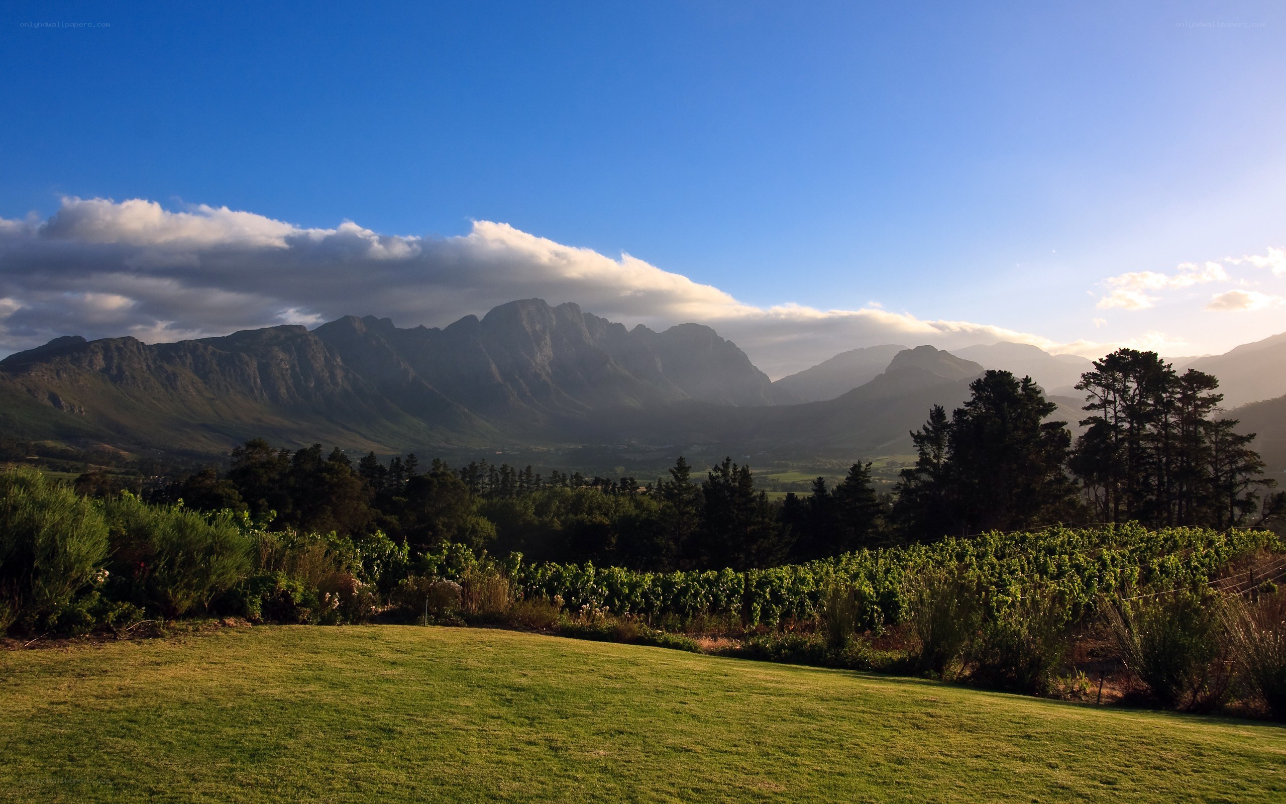 vineyard with mountain view