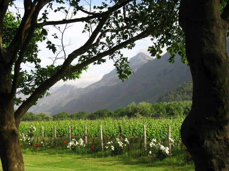 Vineyard with mountain view