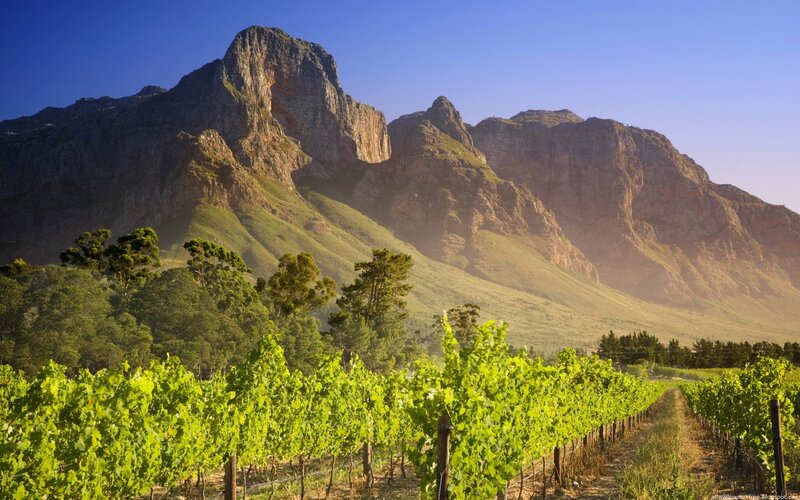 Vineyard with Mountains — Afternoon