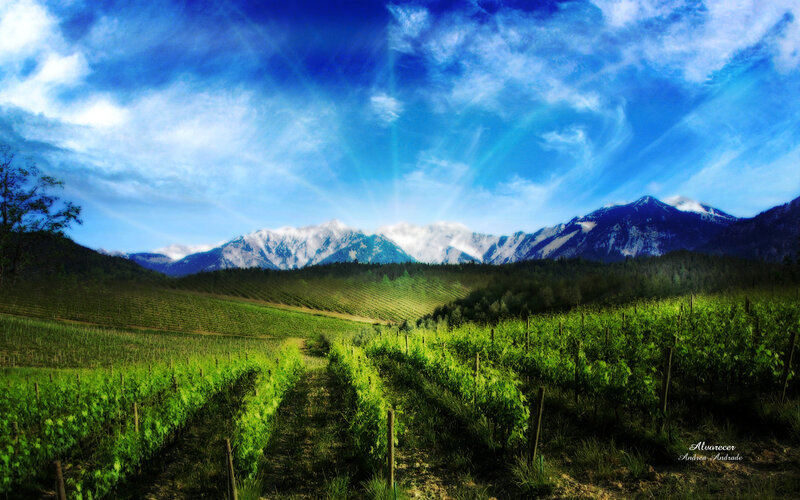 Vineyard with Mountains — Blue, Serene, Afternoon