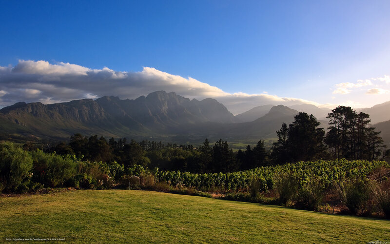 Vineyard with Mountains — Green, Serene, Afternoon, Photograph, Clouds, Trees