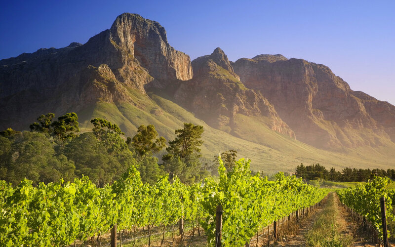 Vineyard with Mountains — Green, Serene, Afternoon, Photograph, Trees, Grapevines, Blue, Brown
