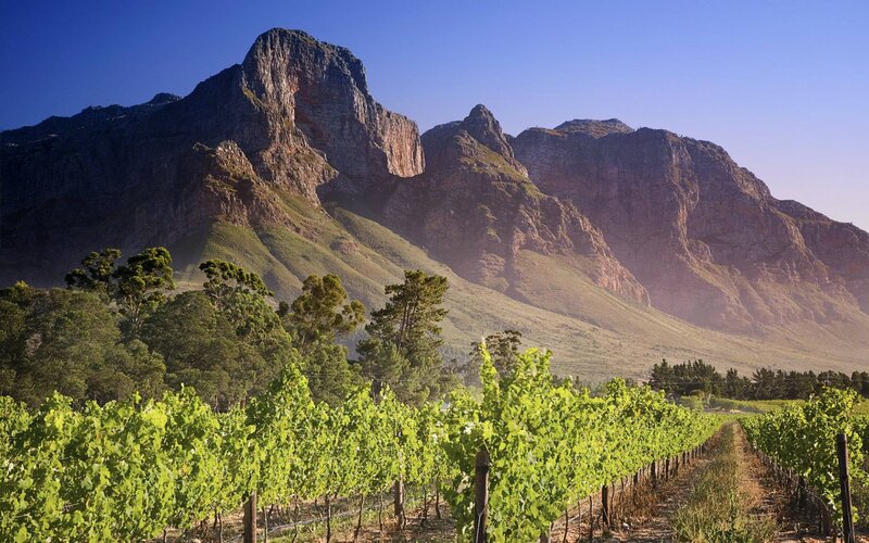 Vineyard with Mountains — Green, Serene, Afternoon, Photograph, Trees, Grapevines
