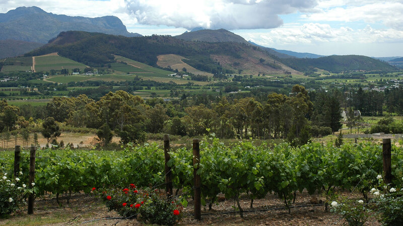 Vineyard with Mountains — Green, Serene, Afternoon, Photograph, Trees, Vines