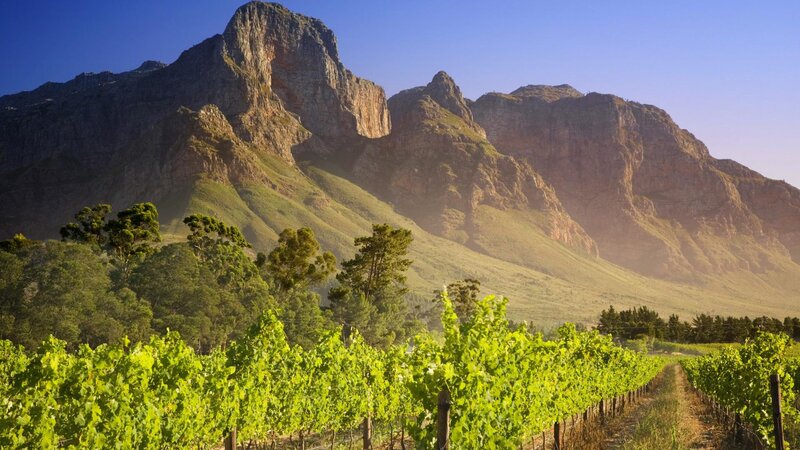 Vineyard with Mountains — Green, Serene, Afternoon