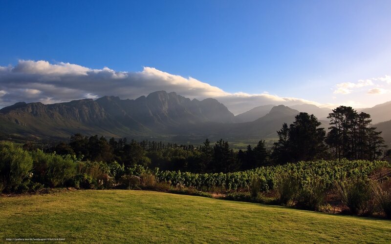 Vineyard with Mountains — Green, Serene, Morning