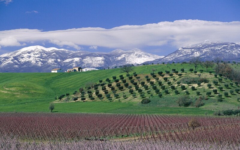 Vineyard with Mountains — Green, Serene, Spring