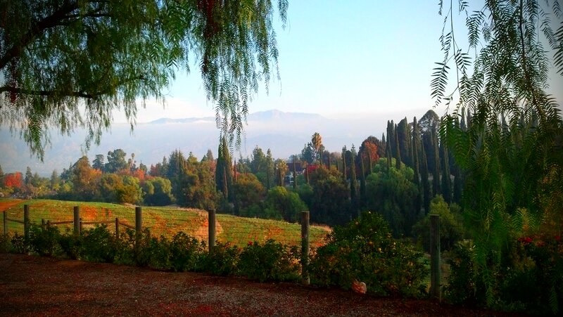 Vineyard with Mountains — Green, Serene