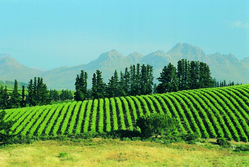 Vineyard with mountains in background