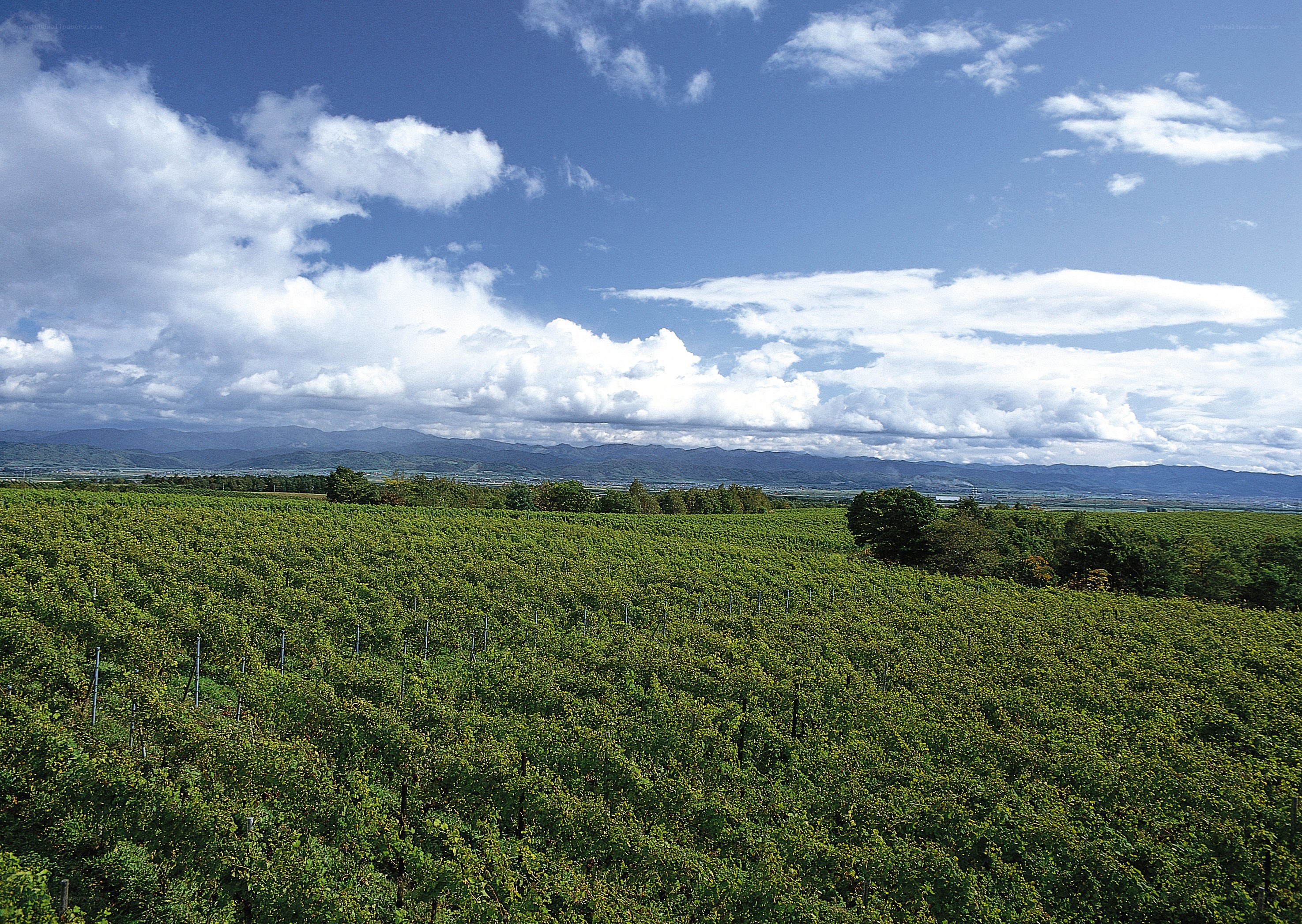 vineyard with mountains in background