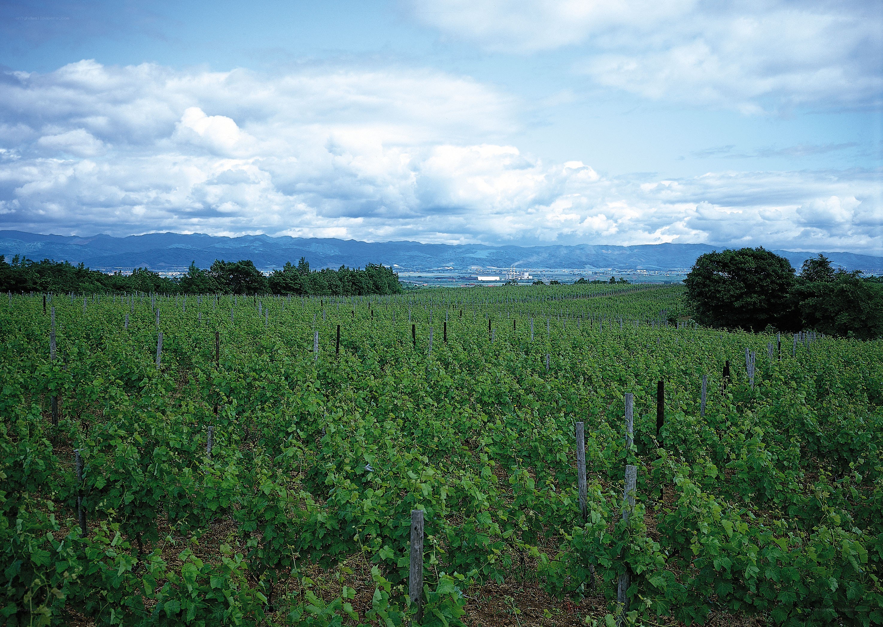 Vineyard with mountains in background