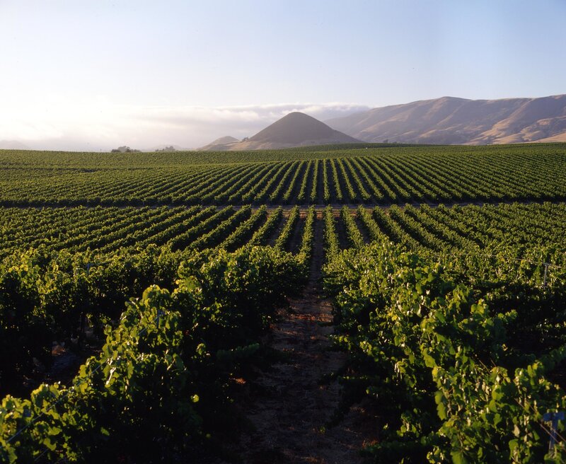 Vineyard with mountains in background